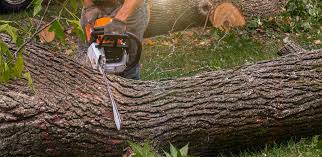 Best Weed Control  in Baltimore Highlands, MD