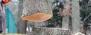 Best Leaf Removal  in Baltimore Highlands, MD