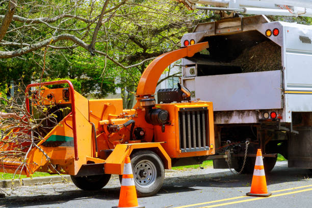 Best Tree and Shrub Care  in Baltimore Highlands, MD