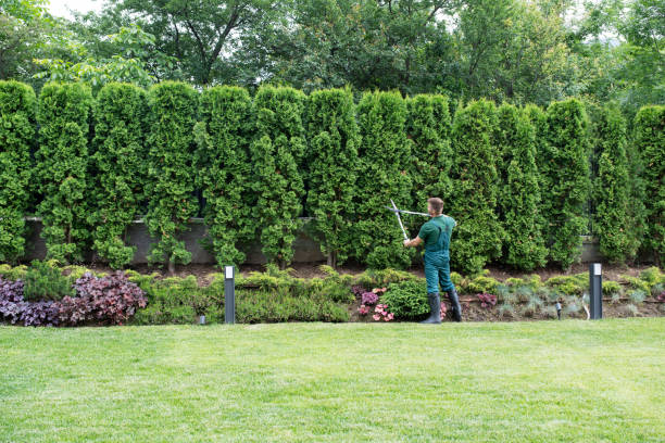 Best Lawn Watering Services  in Baltimore Highlands, MD