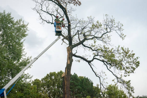Best Fruit Tree Pruning  in Baltimore Highlands, MD
