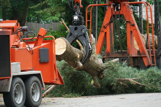 Best Lawn Renovation and Restoration  in Baltimore Highlands, MD