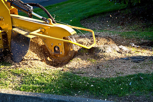 Best Arborist Consultation Services  in Baltimore Highlands, MD