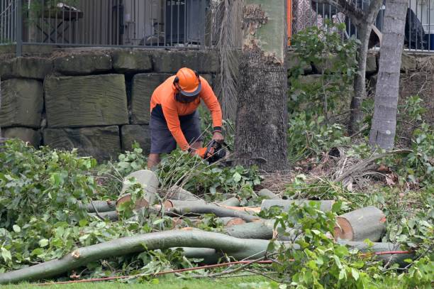 Best Commercial Tree Services  in Baltimore Highlands, MD